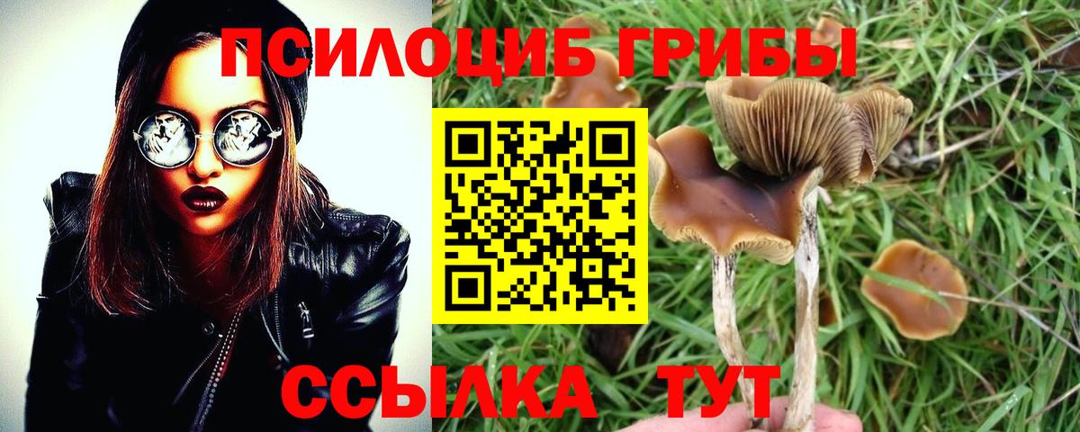Галлюциногенные грибы Cubensis Великий Новгород
